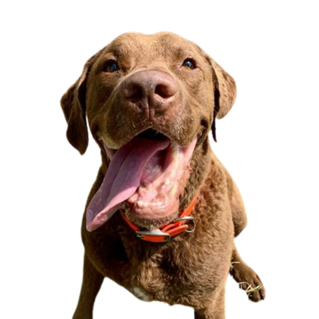 Dog Boarding Services Dog Boarding Services